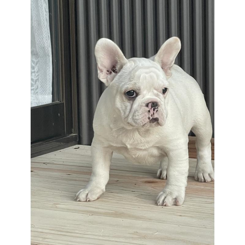 商談中の三重県のフレンチブルドッグ-417885の7枚目