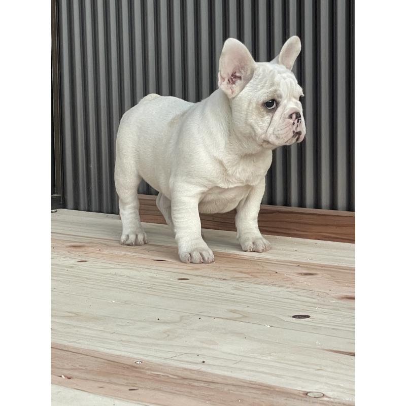 商談中の三重県のフレンチブルドッグ-417885の6枚目
