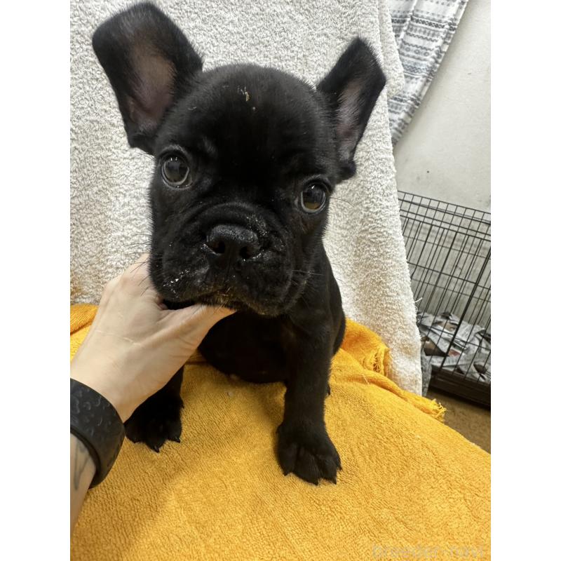 販売中の千葉県のフレンチブルドッグ-430265