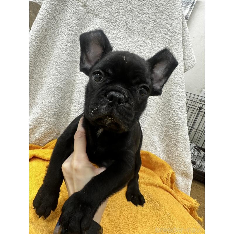 販売中の千葉県のフレンチブルドッグ-430265の5枚目