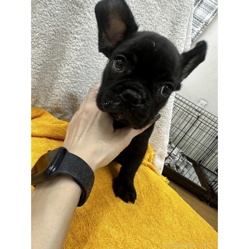 販売中の千葉県のフレンチブルドッグ-430265の4枚目