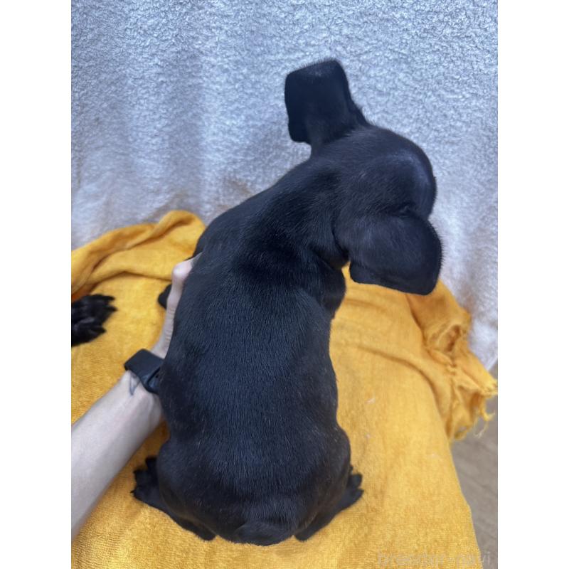 販売中の千葉県のフレンチブルドッグ-430265の3枚目