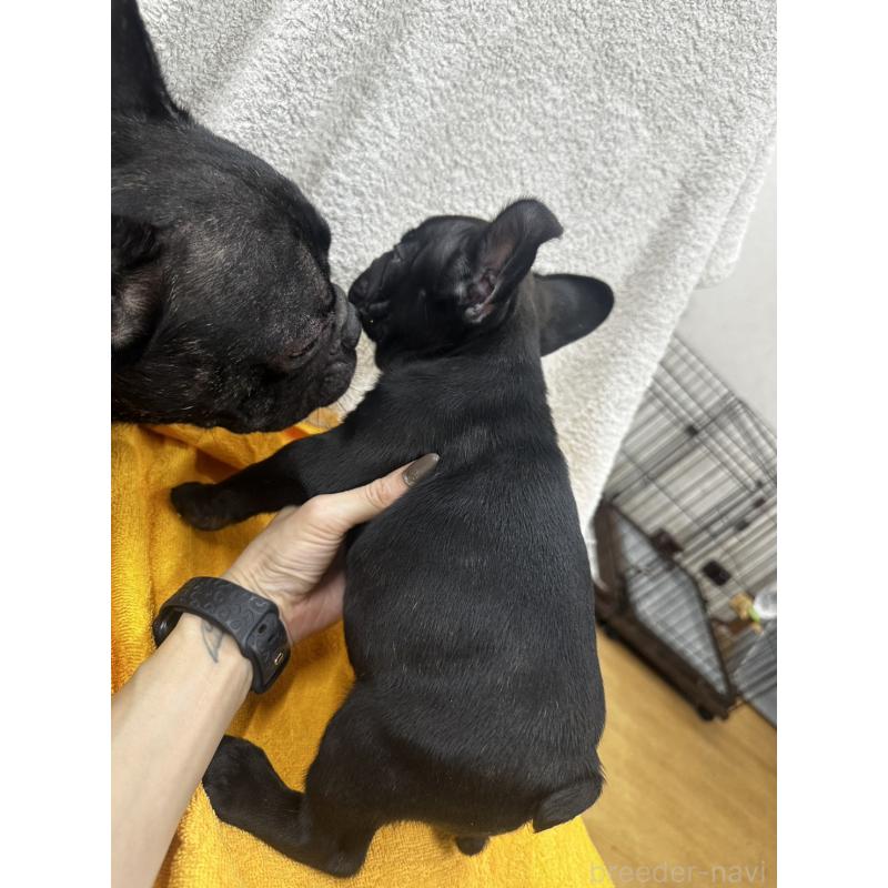 販売中の千葉県のフレンチブルドッグ-430265の2枚目
