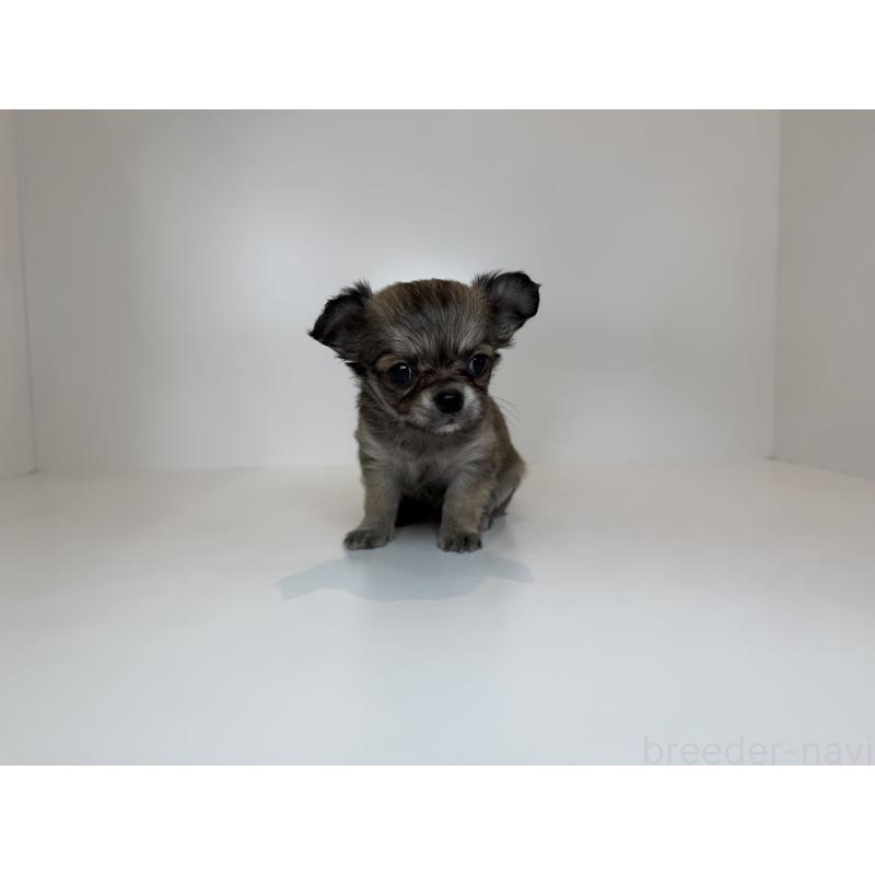 販売中の山口県のチワワ(ロングコート)-430266の2枚目