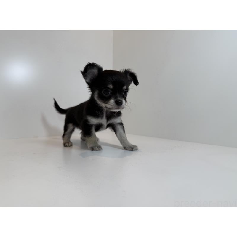 販売中の山口県のチワワ(ロングコート)-430268の2枚目