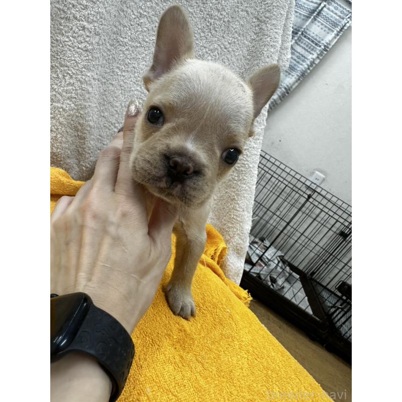販売中の千葉県のフレンチブルドッグ-430269の5枚目