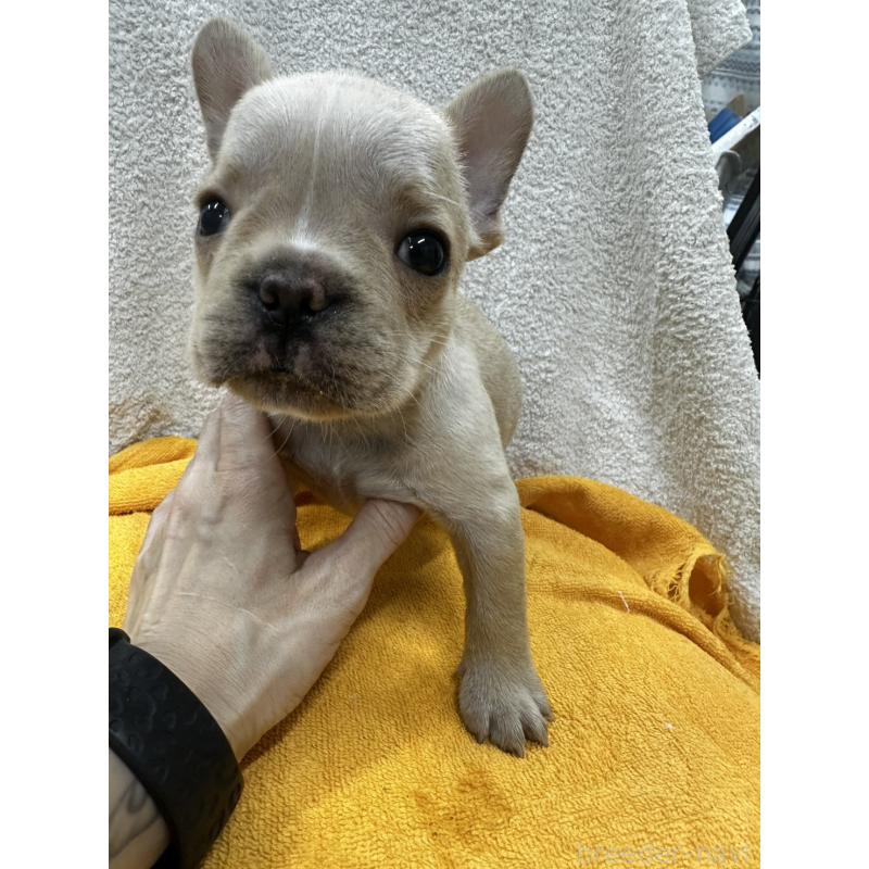 販売中の千葉県のフレンチブルドッグ-430269の4枚目