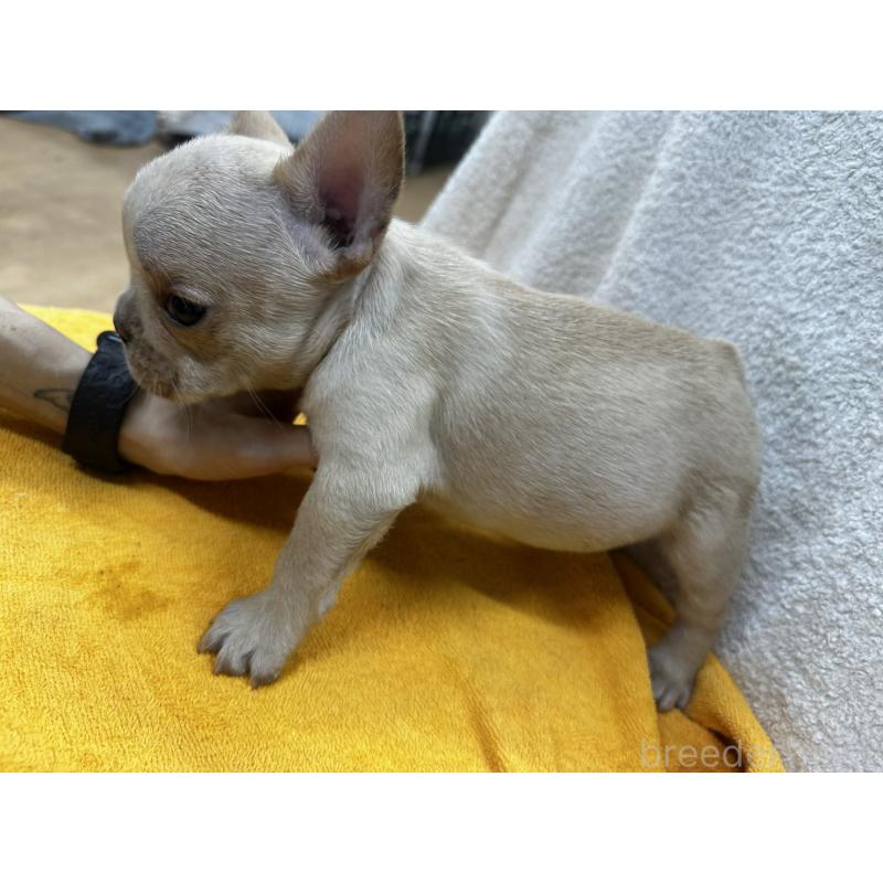 販売中の千葉県のフレンチブルドッグ-430269の3枚目