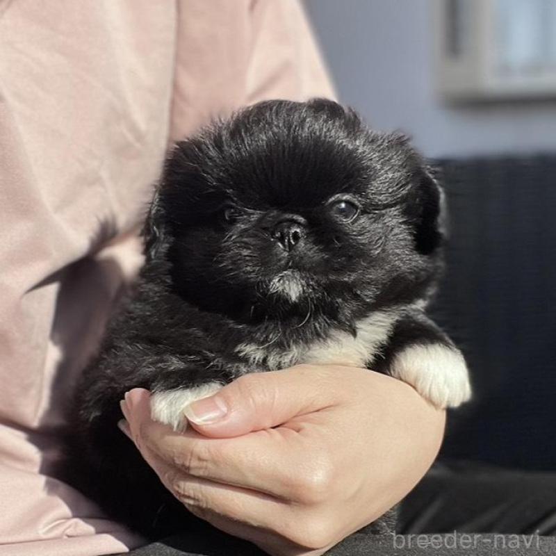 販売中の山梨県のペキニーズ-430274の11枚目