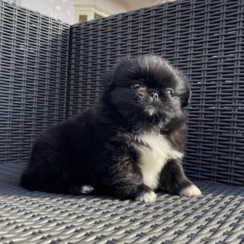 販売中の山梨県のペキニーズ-430274の10枚目