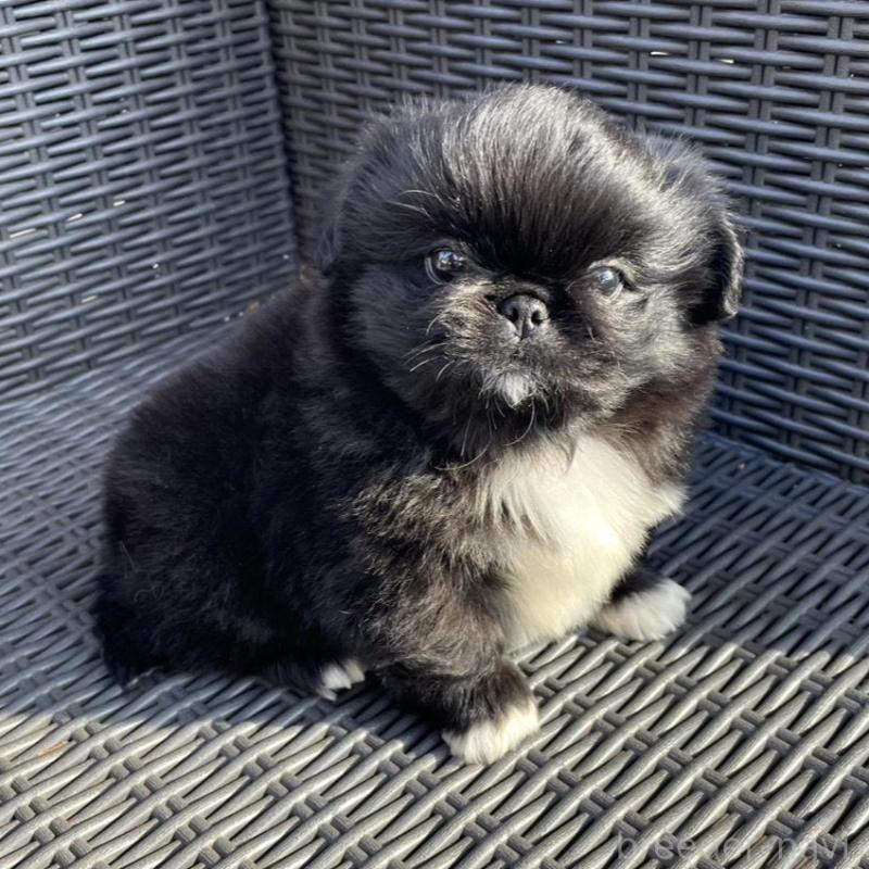 販売中の山梨県のペキニーズ-430274の9枚目