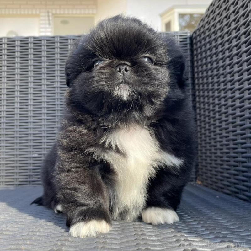 販売中の山梨県のペキニーズ-430274の8枚目