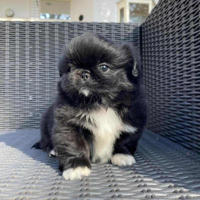 販売中の山梨県のペキニーズ-430274の7枚目