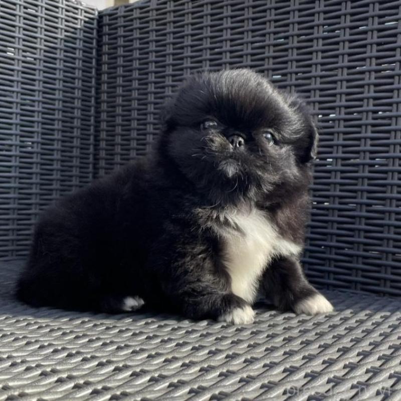 販売中の山梨県のペキニーズ-430274の6枚目