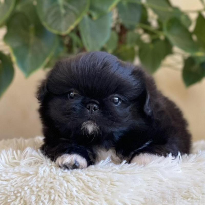 販売中の山梨県のペキニーズ-430274の5枚目