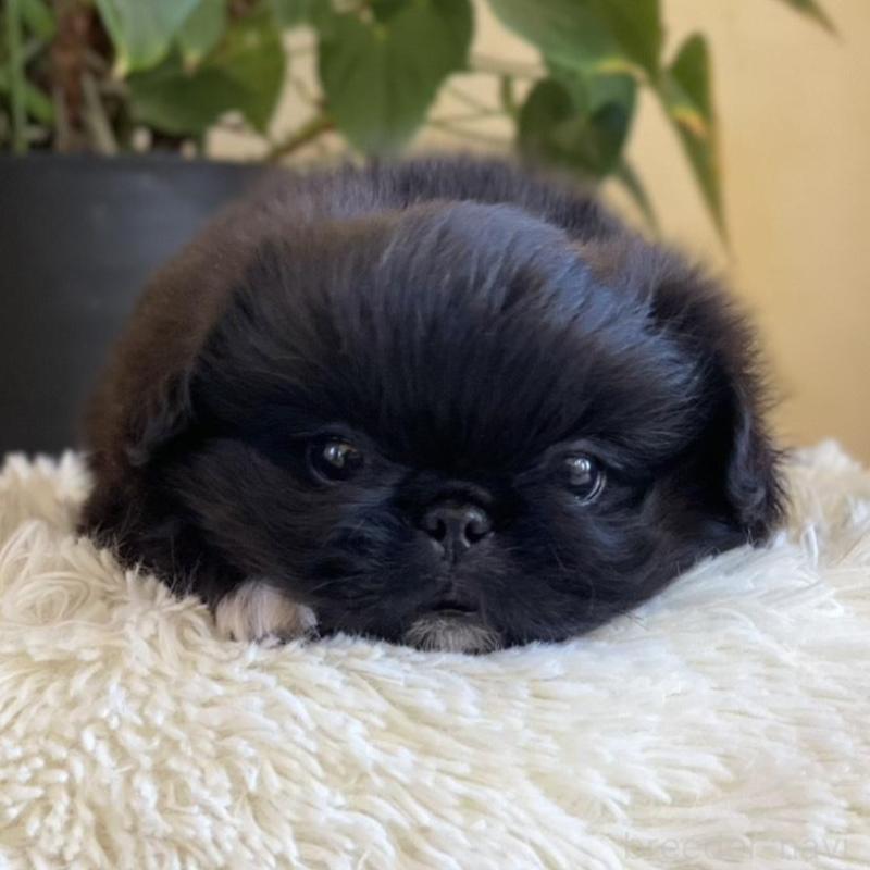 販売中の山梨県のペキニーズ-430274の4枚目