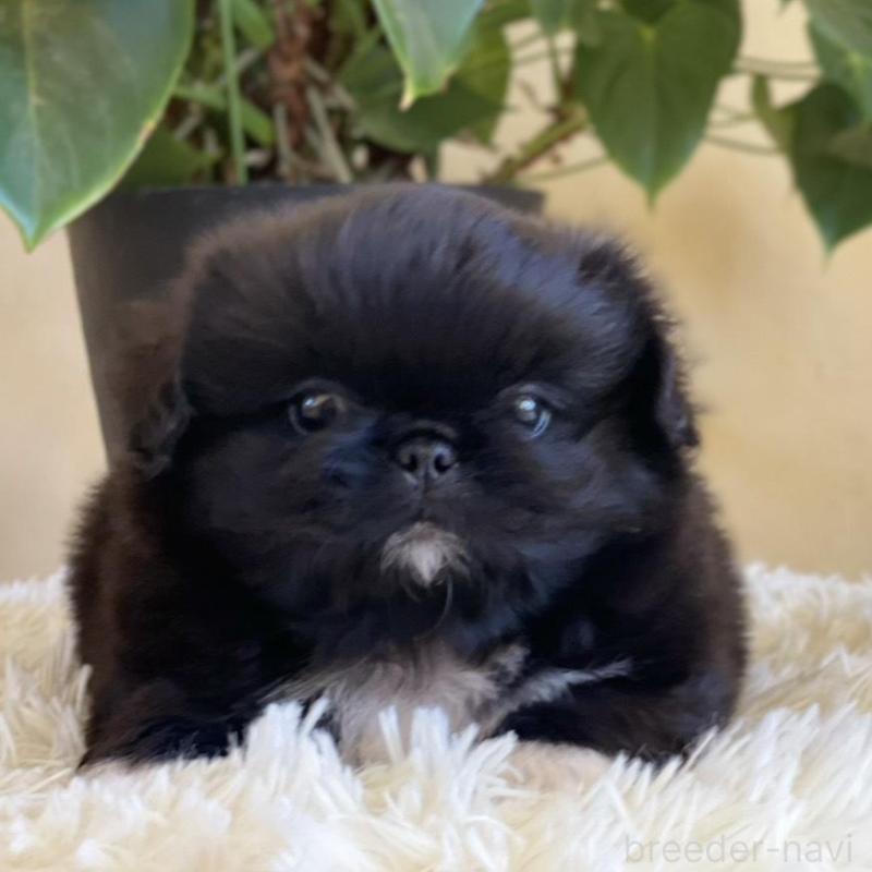 販売中の山梨県のペキニーズ-430274の3枚目