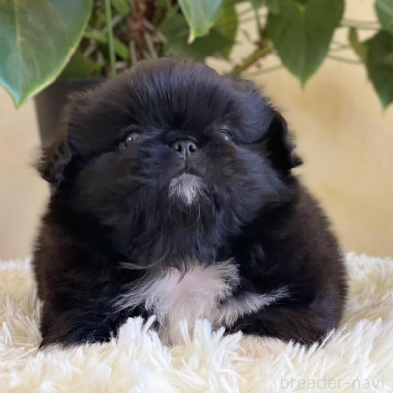 販売中の山梨県のペキニーズ-430274の2枚目