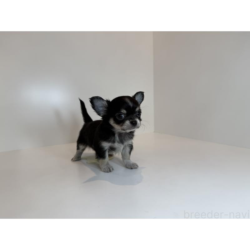 販売中の山口県のチワワ(ロングコート)-430275の2枚目