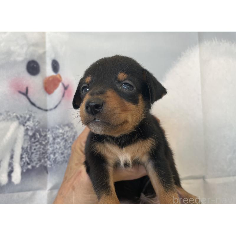 販売中の北海道のミニチュアピンシャー(ミニピン)-430276の7枚目