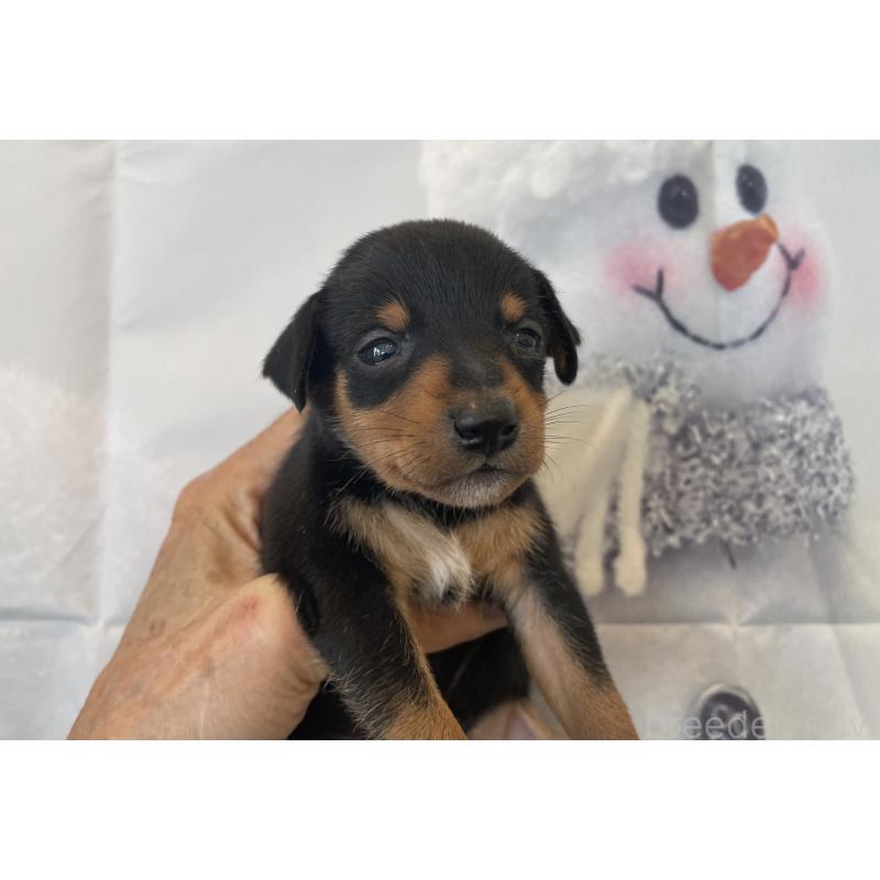 販売中の北海道のミニチュアピンシャー(ミニピン)-430276の6枚目