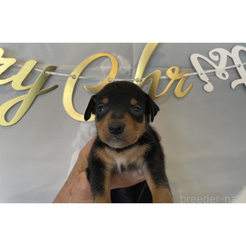 販売中の北海道のミニチュアピンシャー(ミニピン)-430276の5枚目