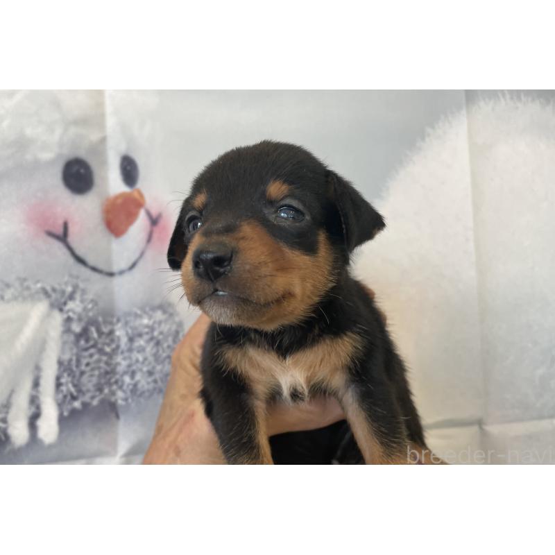 販売中の北海道のミニチュアピンシャー(ミニピン)-430276の4枚目