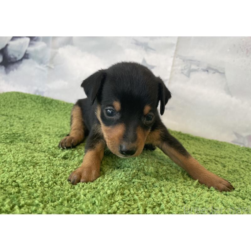 販売中の北海道のミニチュアピンシャー(ミニピン)-430276の3枚目