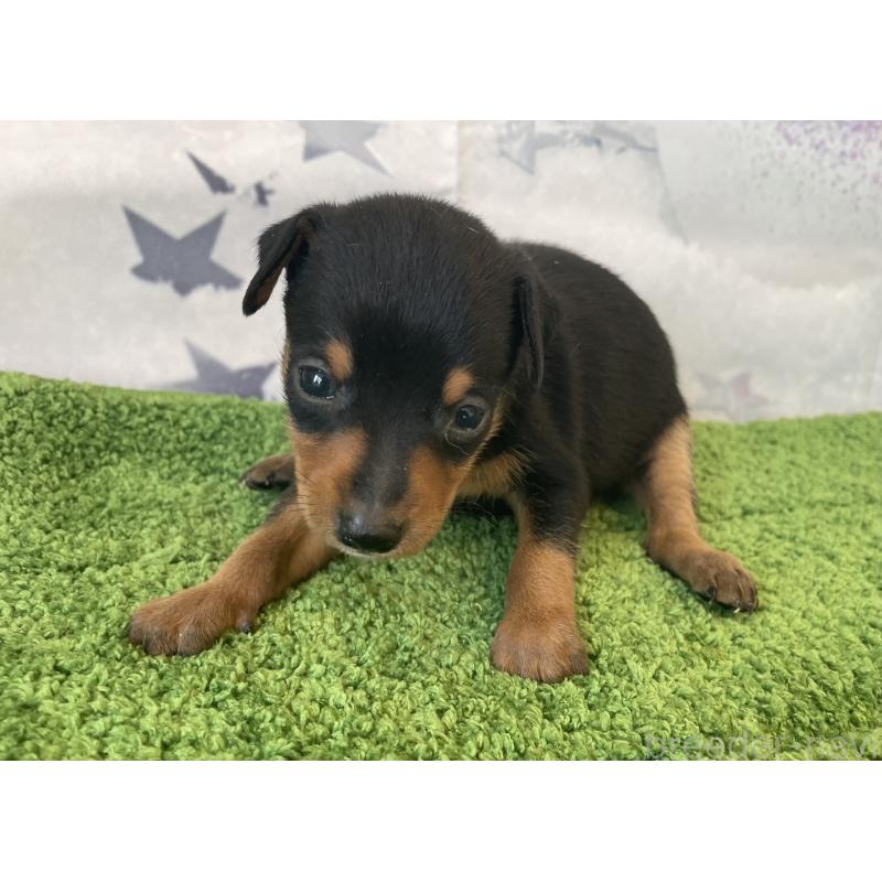 販売中の北海道のミニチュアピンシャー(ミニピン)-430276の2枚目