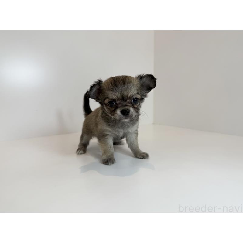 販売中の広島県のチワワ(ロングコート)-430277の2枚目