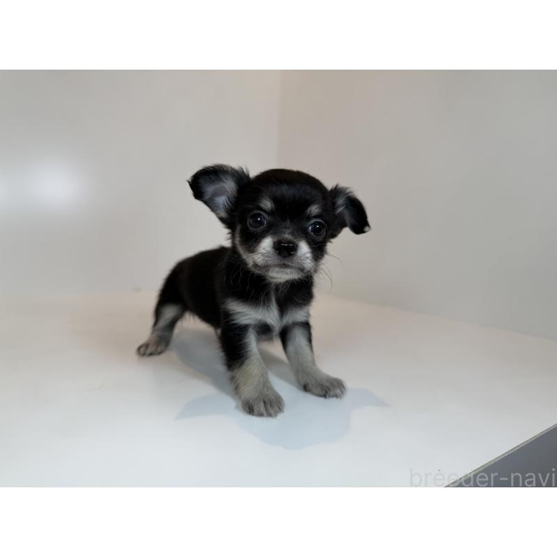 販売中の広島県のチワワ(ロングコート)-430279の3枚目