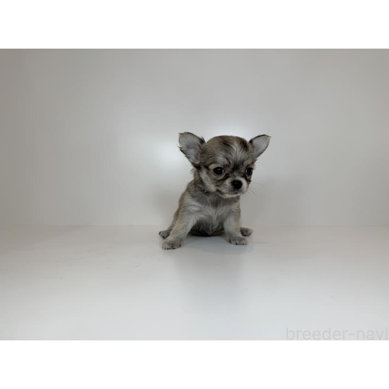 販売中の広島県のチワワ(ロングコート)-430281の3枚目