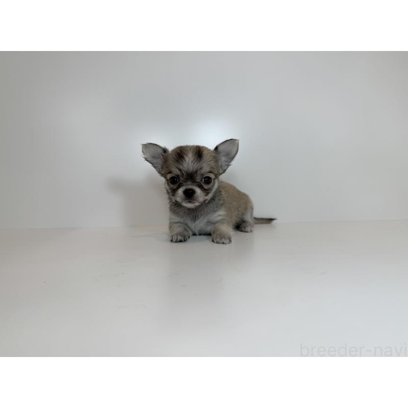 販売中の広島県のチワワ(ロングコート)-430281の2枚目