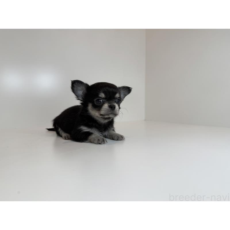 販売中の広島県のチワワ(ロングコート)-430283の2枚目