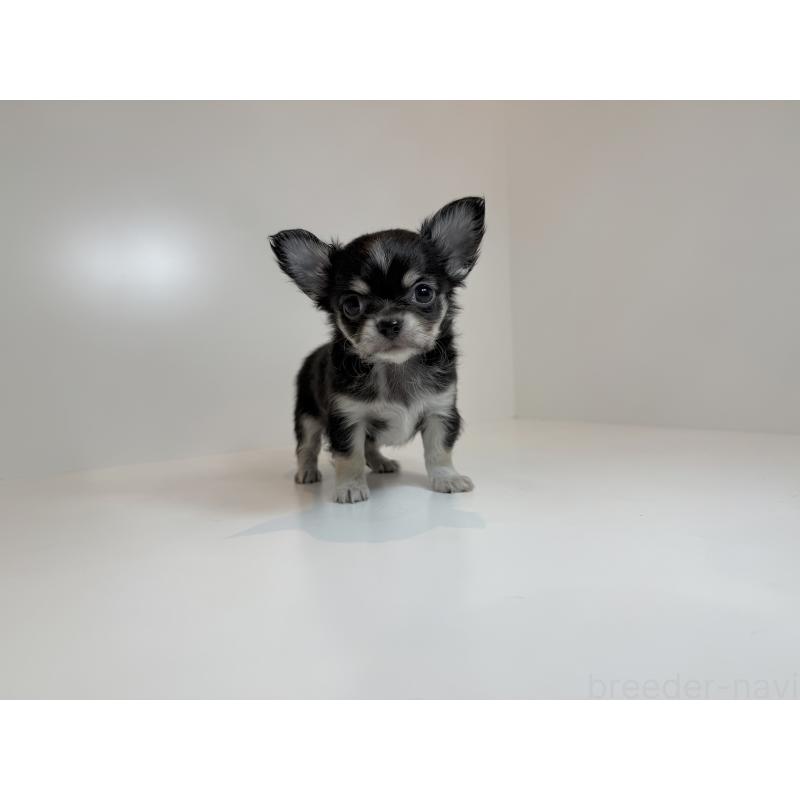 販売中の広島県のチワワ(ロングコート)-430287の3枚目