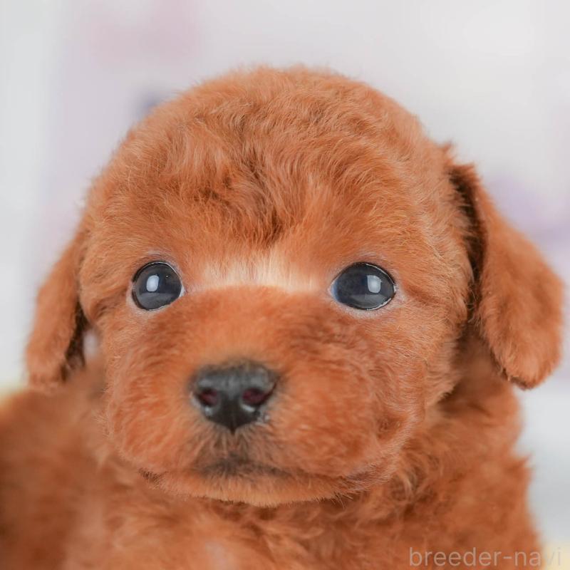 販売中の埼玉県のトイプードル-430286