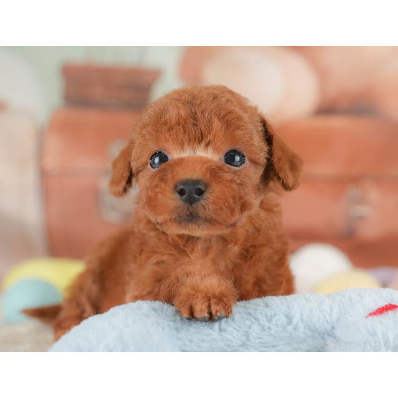 販売中の埼玉県のトイプードル-430286の12枚目