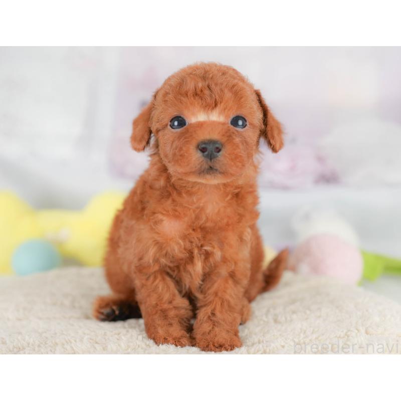 販売中の埼玉県のトイプードル-430286の11枚目