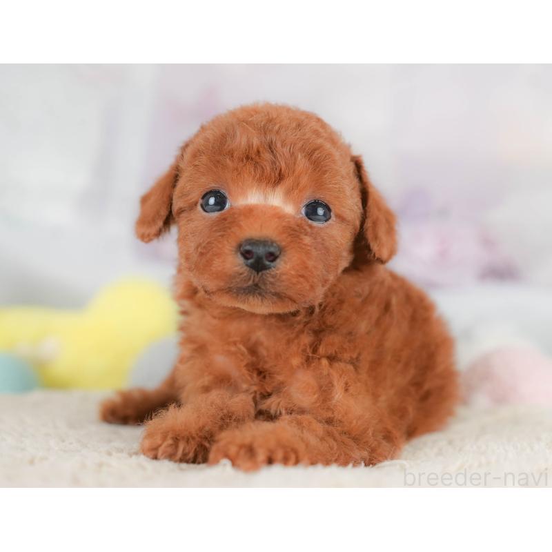 販売中の埼玉県のトイプードル-430286の10枚目