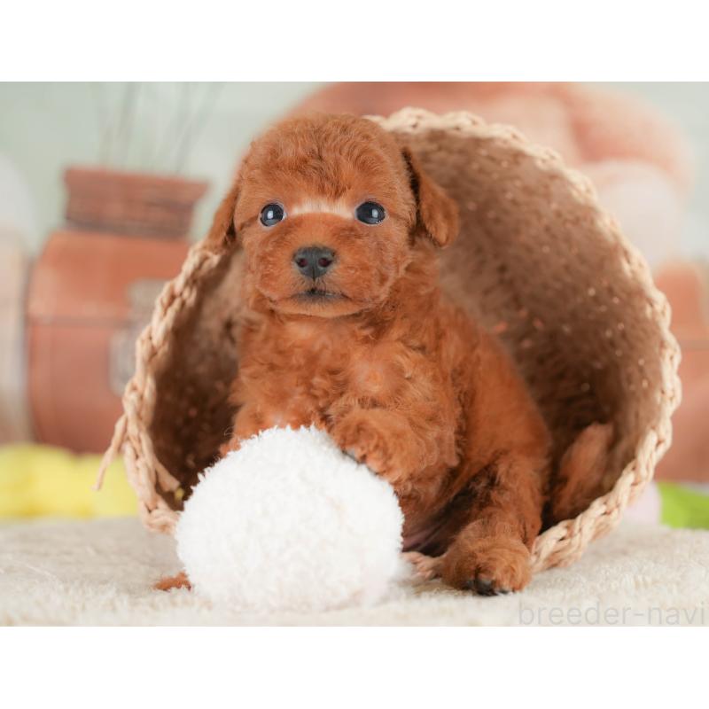 販売中の埼玉県のトイプードル-430286の9枚目