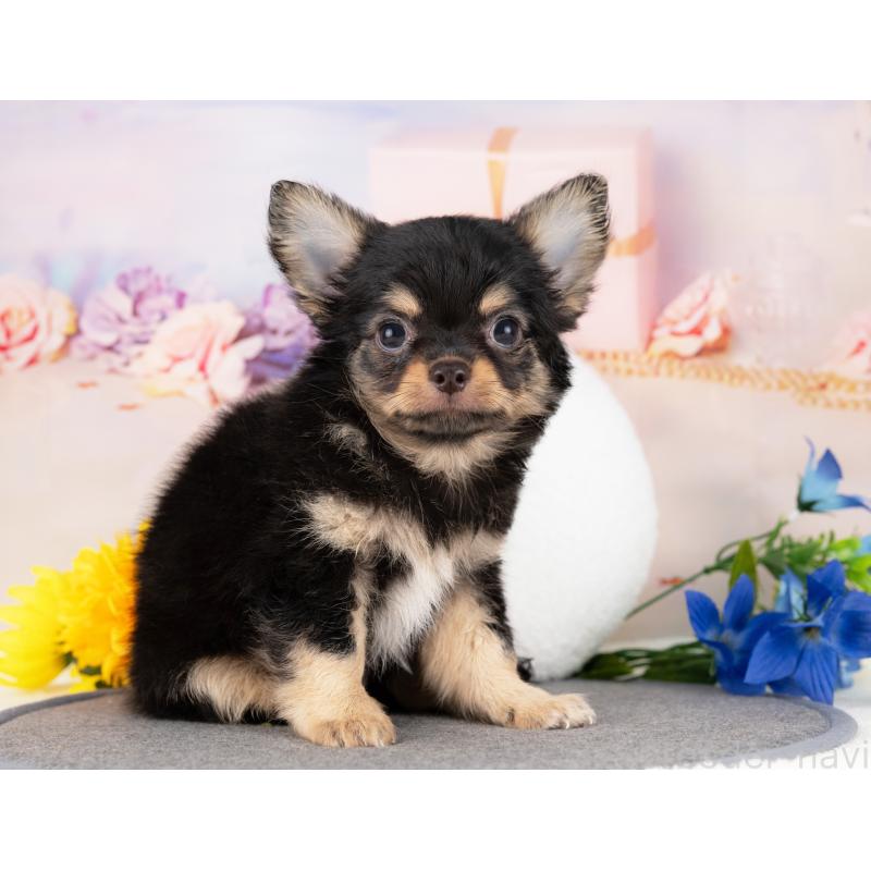 販売中の愛知県のチワワ(ロングコート)-430288の5枚目