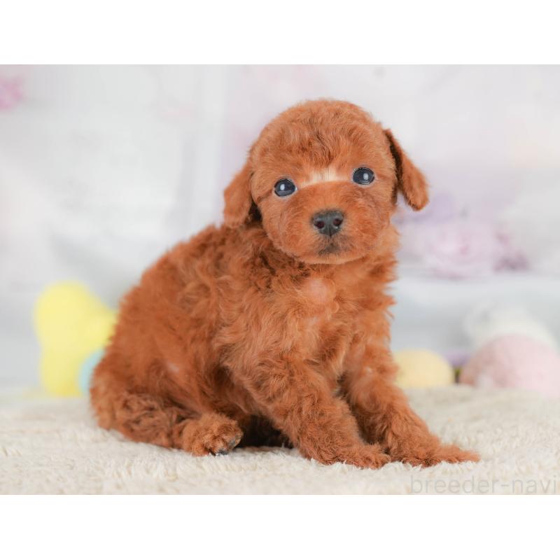 販売中の埼玉県のトイプードル-430286の8枚目