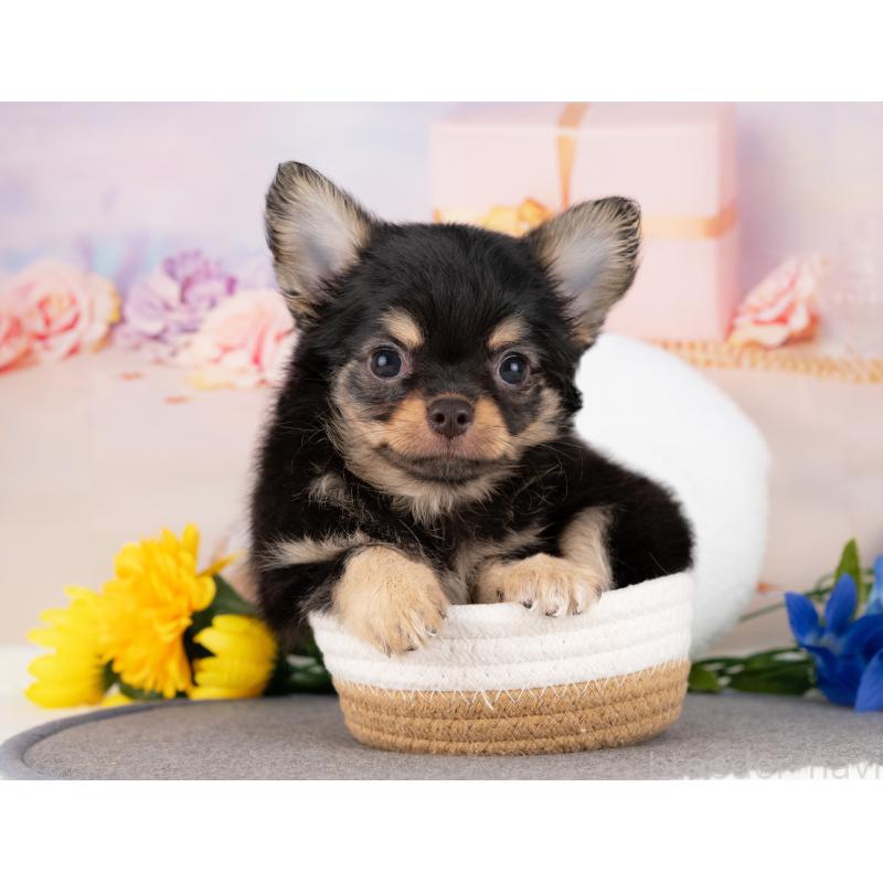 販売中の愛知県のチワワ(ロングコート)-430288の4枚目