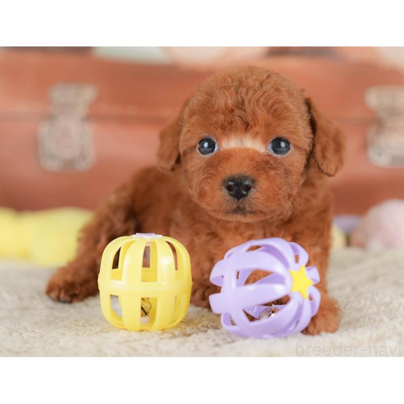 販売中の埼玉県のトイプードル-430286の7枚目