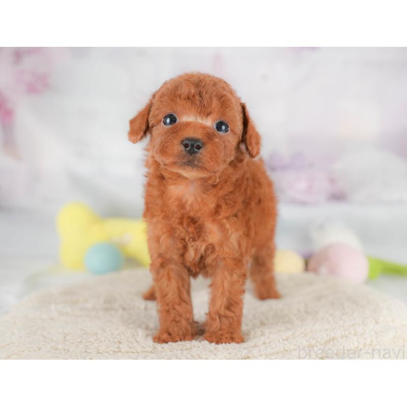 販売中の埼玉県のトイプードル-430286の6枚目