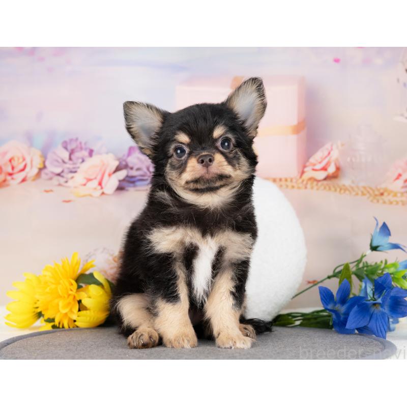 販売中の愛知県のチワワ(ロングコート)-430288の3枚目