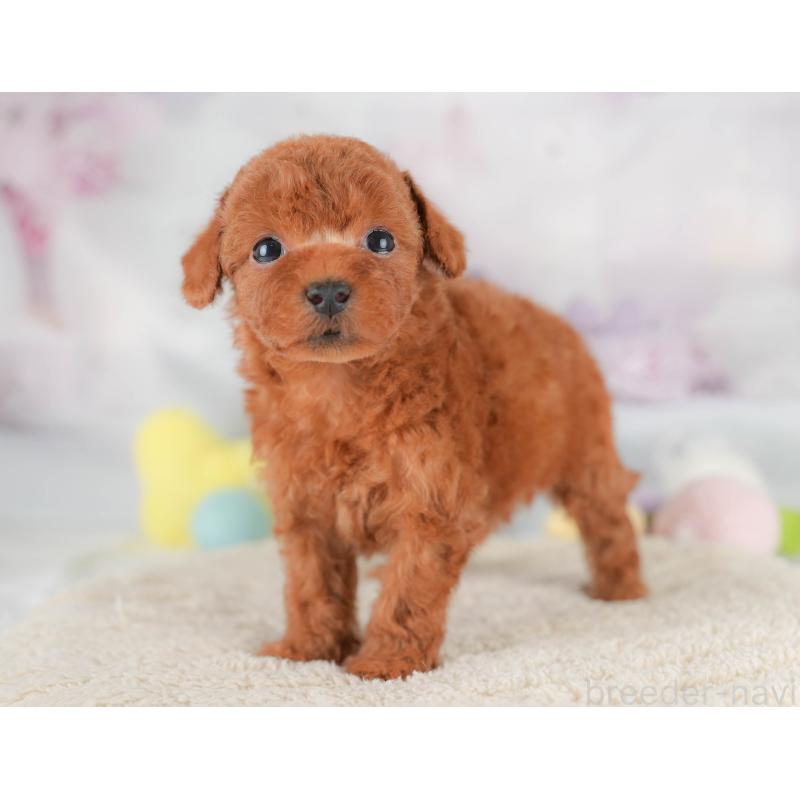 販売中の埼玉県のトイプードル-430286の4枚目