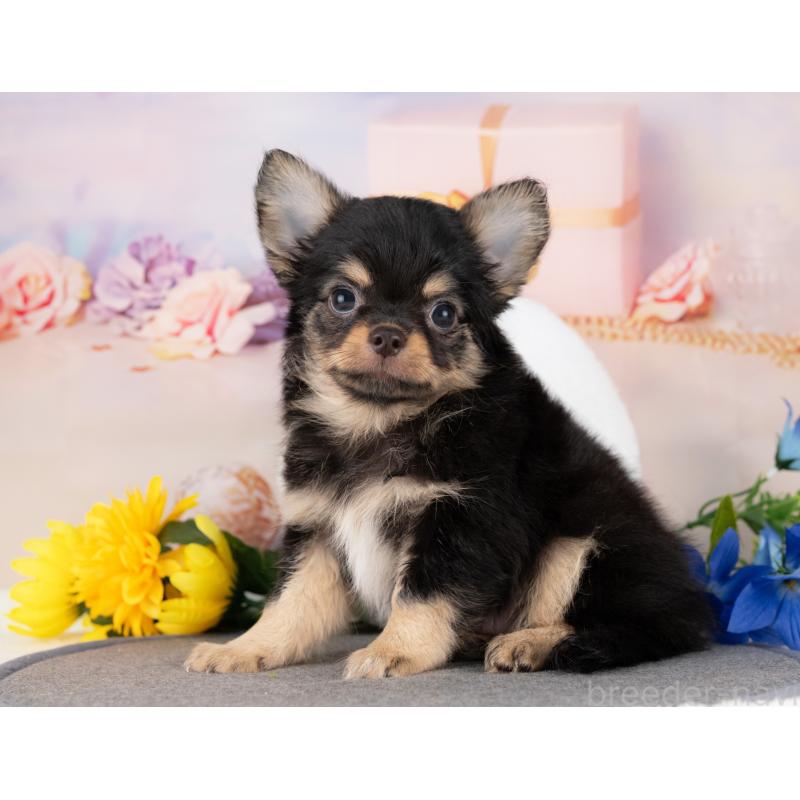 販売中の愛知県のチワワ(ロングコート)-430288の2枚目