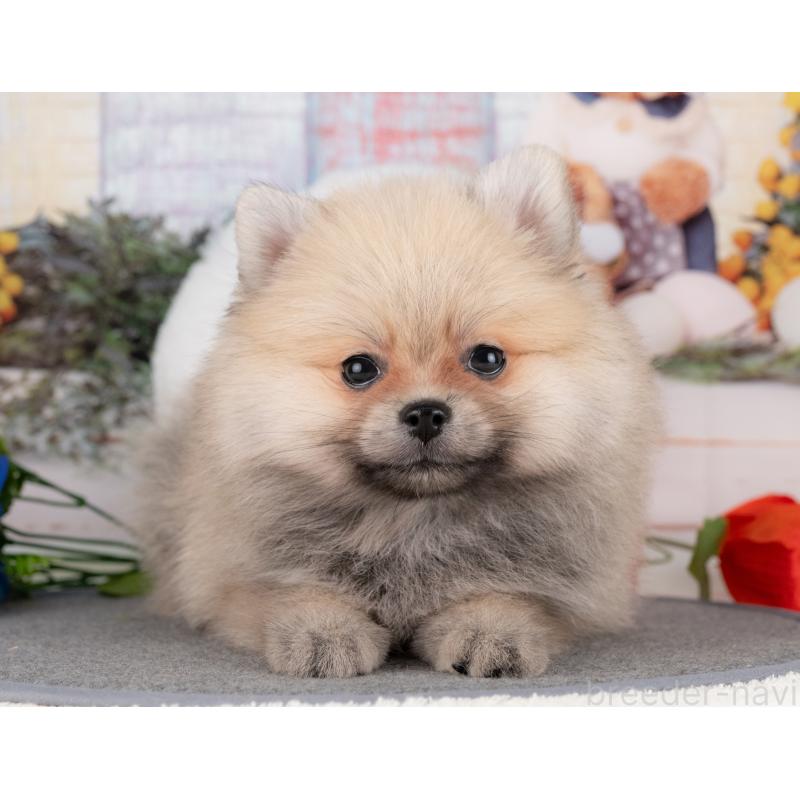 販売中の愛知県のポメラニアン-430293の5枚目