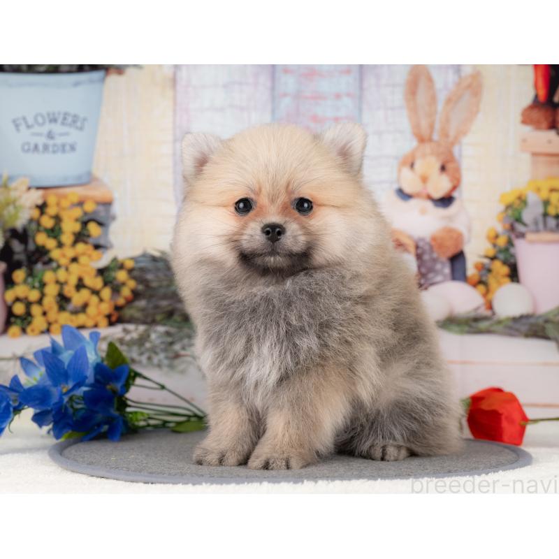 販売中の愛知県のポメラニアン-430293の4枚目